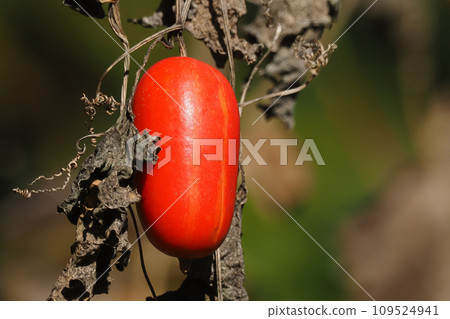 花椰菜的果實 花椰菜的果實 109524941