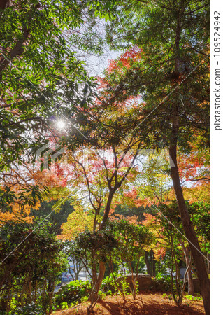 深秋,樹葉變紅的時候。紅黃綠漸層和陽光。 深秋,樹葉變紅的時候。紅黃綠漸層和陽光。 109524942