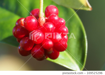 Sanekazura fruit Sanekazura fruit 109525296