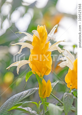 Flowers around the house, various of the four seasons, beautifully shining tropical flowers, bright yellow Pachystakis Flowers around the house, various of the four seasons, beautifully shining tropical flowers, bright yellow Pachystakis 109525368
