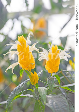 Flowers around the house, various of the four seasons, beautifully shining tropical flowers, bright yellow Pachystakis 109525369