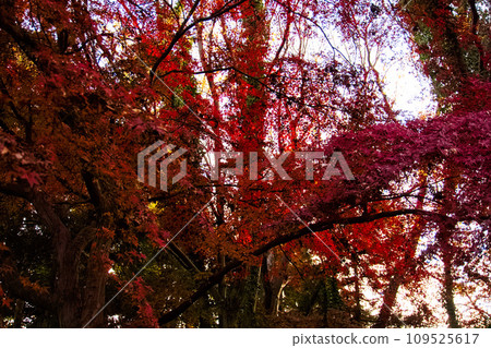A temple covered in autumn leaves 109525617