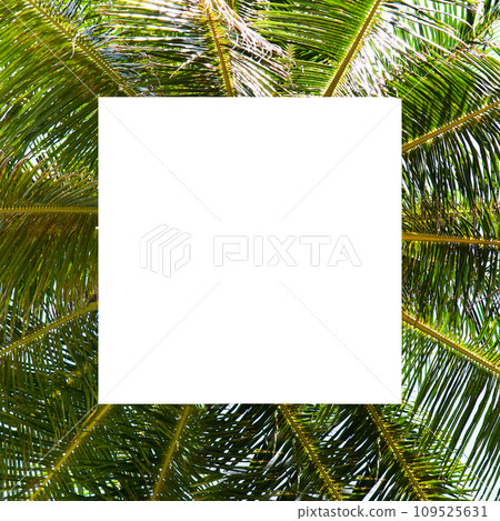 Tropical palm tree with royal coconuts. Free space for text. Tropical palm tree with royal coconuts. Free space for text. 109525631