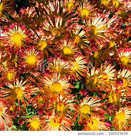 Chrysanthemum flowers in the city garden. 109525636