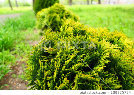 Sheared thuja on the lawn. Shaping the crown of thuja. Garden and park. Floriculture and horticulture. Landscaping of urban and rural areas. Yellow-green leaves and needles of coniferous plant 109525734
