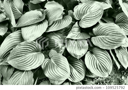 Hosta is a genus of perennial herbaceous plants in the family Asparagus formerly included in the family Liliaceae. Large hosta leaves. Floriculture and landscape design. Monochrome green tone 109525792