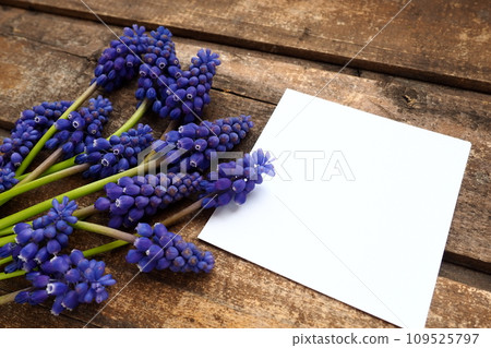 Blue spring flowers on a wooden background. Muscari armeniacum on a table. White sheet of paper for text. Copy space still life flat lay. Armenian grape hyacinth. 109525797
