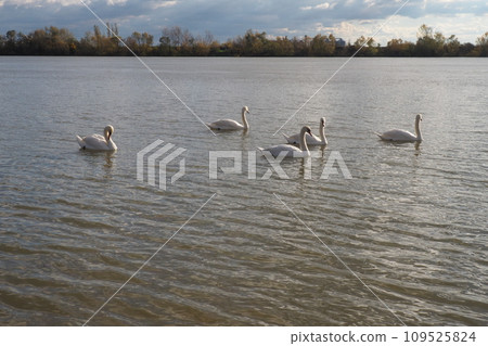 Five white swan birds on Sava river in Serbia during November autumn. Birds in nature. White swans on the blue water. Swans are birds of the family Anatidae within the genus Cygnus. Sremska Mitrovica Five white swan birds on Sava river in Serbia during November autumn. Birds in nature. White swans on the blue water. Swans are birds of the family Anatidae within the genus Cygnus. Sremska Mitrovica 109525824