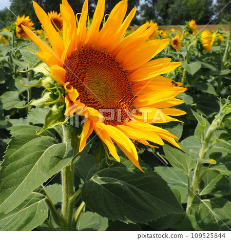 The Helianthus sunflower is a genus of plants in the Asteraceae family. Annual sunflower and tuberous sunflower. Agricultural field. Blooming bud with yellow petals. Furry leaves. Serbia agriculture. 109525844