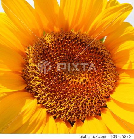 The Helianthus sunflower is a genus of plants in the Asteraceae family. Annual sunflower and tuberous sunflower. Agricultural field. Blooming bud with yellow petals. Furry leaves. Close up. 109525850