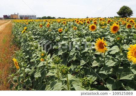 The Helianthus sunflower is a genus of plants in the Asteraceae family. Annual sunflower and tuberous sunflower. Agricultural field. Blooming bud with yellow petals. Furry leaves. Serbia agriculture 109525869