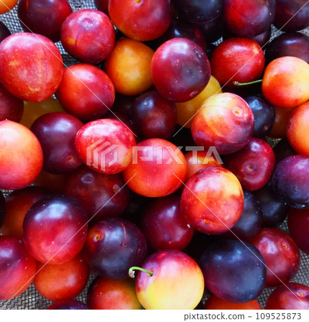 Cherry plum on a white background. A yellow-red cherry plum mix just removed from a tree. Delicious fresh plum berries. Appetizing large cherry plum for sale catalog. Food on a white background 109525873