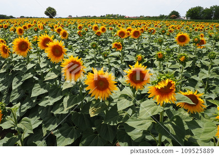 Agricultural sunflowers field. The Helianthus sunflower is a genus of plants in the Asteraceae family. Annual sunflower and tuberous sunflower. Blooming bud with yellow petals. Furry leaves. Serbia. 109525889