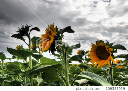 The Helianthus sunflower is a genus of plants in the Asteraceae family. Annual sunflower and tuberous sunflower. Agricultural field. Dramatic stormy sky with clouds. Serbia skyline. Sun and storm. The Helianthus sunflower is a genus of plants in the Asteraceae family. Annual sunflower and tuberous sunflower. Agricultural field. Dramatic stormy sky with clouds. Serbia skyline. Sun and storm. 109525939