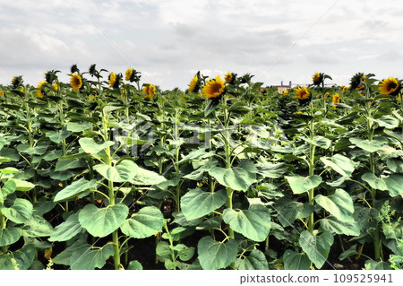 The Helianthus sunflower is a genus of plants in the Asteraceae family. Annual sunflower and tuberous sunflower. Agricultural field. Dramatic stormy sky with clouds. Serbia skyline. Sun and storm. 109525941