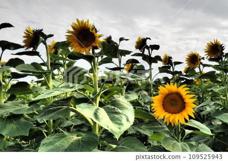 The Helianthus sunflower is a genus of plants in the Asteraceae family. Annual sunflower and tuberous sunflower. Agricultural field. Dramatic stormy sky with clouds. Serbia skyline. Sun and storm. 109525943