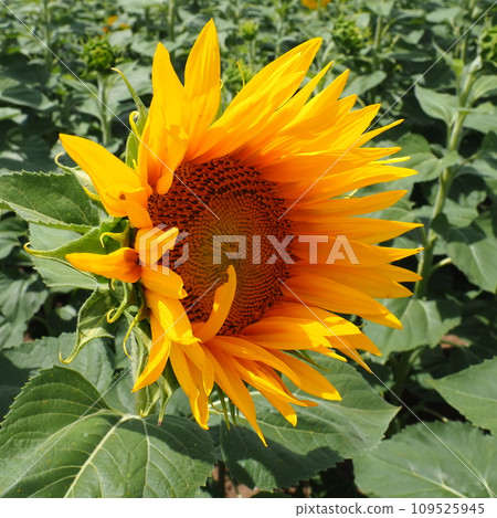 The Helianthus sunflower is a genus of plants in the Asteraceae family. Annual sunflower and tuberous sunflower. Agricultural field. Blooming bud with yellow petals. Furry leaves. Serbia agriculture. 109525945