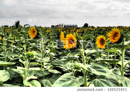 The Helianthus sunflower is a genus of plants in the Asteraceae family. Annual sunflower and tuberous sunflower. Agricultural field. Dramatic stormy sky with clouds. Serbia skyline. Sun and storm. 109525951