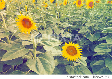 The Helianthus sunflower is a genus of plants in the Asteraceae family. Annual sunflower and tuberous sunflower. Agricultural field. Blooming bud with yellow petals. Furry leaves. Serbia skyline. 109525957
