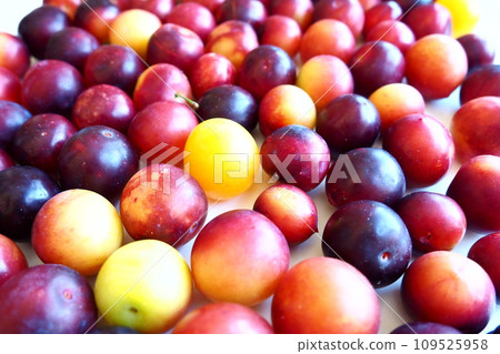 Cherry plum on a white background. A yellow-red cherry plum mix just removed from a tree. Delicious fresh plum berries. Appetizing large cherry plum for sale catalog. Food on a white background 109525958