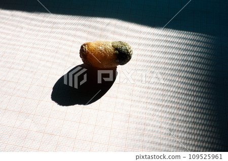 Gallstone disease, cholelithiasis - the formation of stones, stones in the gallbladder, bile ducts. Gallstones. A large gallstone removed from a patient's body, 2.5 cm long. 109525961