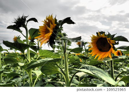 The Helianthus sunflower is a genus of plants in the Asteraceae family. Annual sunflower and tuberous sunflower. Agricultural field. Dramatic stormy sky with clouds. Serbia skyline. Sun and storm. The Helianthus sunflower is a genus of plants in the Asteraceae family. Annual sunflower and tuberous sunflower. Agricultural field. Dramatic stormy sky with clouds. Serbia skyline. Sun and storm. 109525965