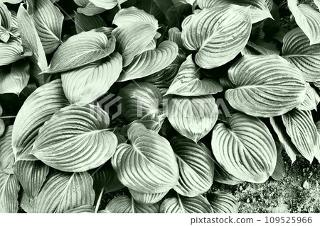 Hosta is a genus of perennial herbaceous plants in the family Asparagus formerly included in the family Liliaceae. Large hosta leaves. Floriculture and landscape design. Monochrome green tone Hosta is a genus of perennial herbaceous plants in the family Asparagus formerly included in the family Liliaceae. Large hosta leaves. Floriculture and landscape design. Monochrome green tone 109525966