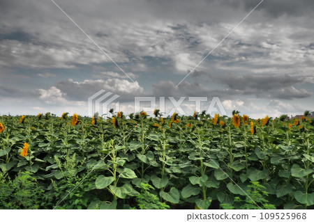 The Helianthus sunflower is a genus of plants in the Asteraceae family. Annual sunflower and tuberous sunflower. Agricultural field. Dramatic stormy sky with clouds. Serbia skyline. Sun and storm. 109525968