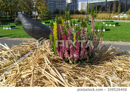 Flowering Heather Plant, Erica Flowers, Gardener Heather Flowering Heather Plant, Erica Flowers, Gardener Heather 109526408