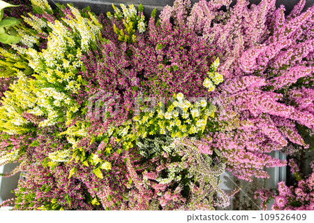 Flowering Heather Plant, Erica Flowers, Gardener Heather Flowering Heather Plant, Erica Flowers, Gardener Heather 109526409