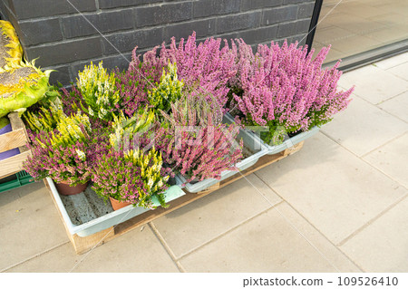 Flowering Heather Plant, Erica Flowers, Gardener Heather Flowering Heather Plant, Erica Flowers, Gardener Heather 109526410