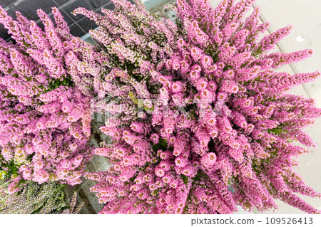 Flowering Heather Plant, Erica Flowers, Gardener Heather Flowering Heather Plant, Erica Flowers, Gardener Heather 109526413
