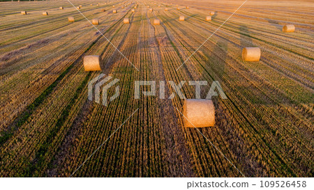 Many bales of wheat straw twisted into rolls with long shadows after wheat harvest lie on field during sunset sunrise. Flying over straw bales rolls on field. Aerial drone view. Agricultural landscape Many bales of wheat straw twisted into rolls with long shadows after wheat harvest lie on field during sunset sunrise. Flying over straw bales rolls on field. Aerial drone view. Agricultural landscape 109526458