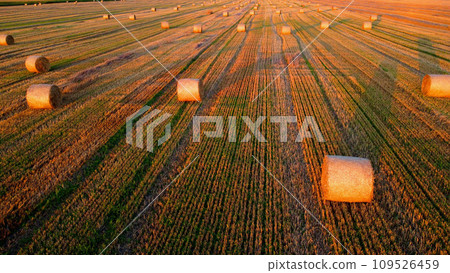 Many bales of wheat straw twisted into rolls with long shadows after wheat harvest lie on field during sunset sunrise. Flying over straw bales rolls on field. Aerial drone view. Agricultural landscape Many bales of wheat straw twisted into rolls with long shadows after wheat harvest lie on field during sunset sunrise. Flying over straw bales rolls on field. Aerial drone view. Agricultural landscape 109526459