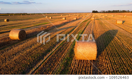 Many bales of wheat straw twisted into rolls with long shadows after wheat harvest lie on field during sunset sunrise. Flying over straw bales rolls on field. Aerial drone view. Agricultural landscape Many bales of wheat straw twisted into rolls with long shadows after wheat harvest lie on field during sunset sunrise. Flying over straw bales rolls on field. Aerial drone view. Agricultural landscape 109526463