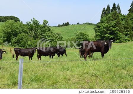 放牧 月山高原牧場 山形縣 109526556