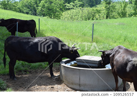 放牧 月山高原牧場 山形縣 109526557