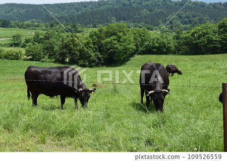 放牧 月山高原牧場 山形縣 109526559