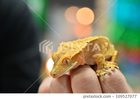 Crested Gecko Crested Gecko Crested Gecko Crested Gecko 109527077