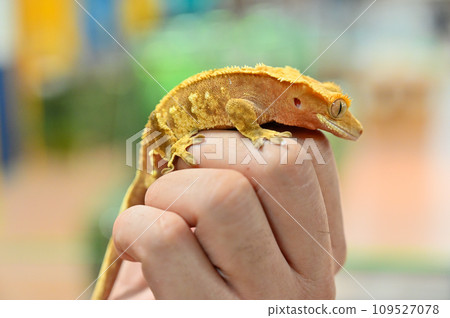 Crested Gecko Crested Gecko Crested Gecko Crested Gecko 109527078