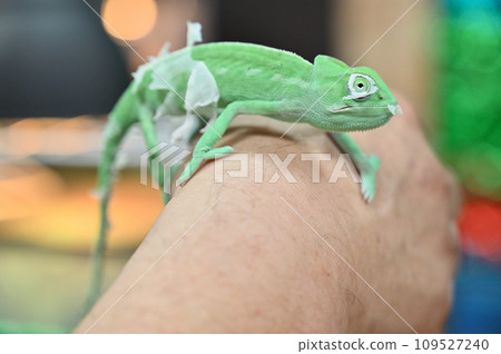 蛇怪變色龍 變色龍脫落 蛇怪變色龍 變色龍脫落 109527240