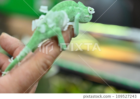 蛇怪變色龍 變色龍脫落 109527243