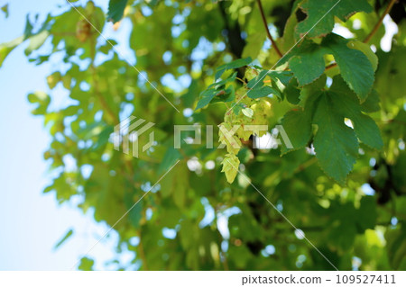 Hop fruit Hop fruit 109527411