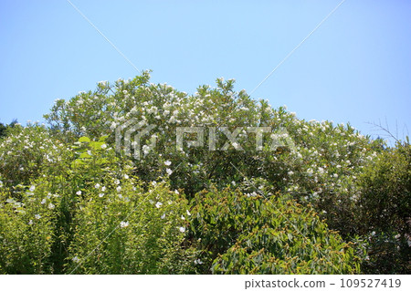 荔枝花 荔枝花 109527419