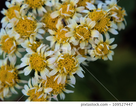 A small flower called Isogiku that bloomed in November. 109527447