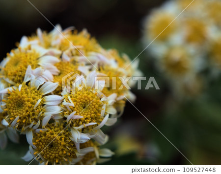 A small flower called Isogiku that bloomed in November. 109527448