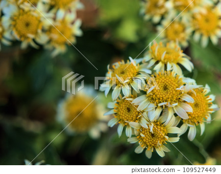 十一月盛開的小花，名為「磯菊」。 109527449