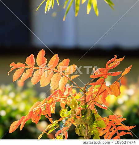 Fall orange color 109527474