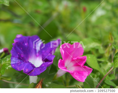 日本牽牛花花與複製空間 109527500