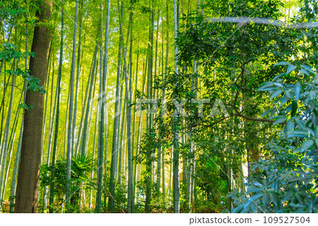  Bamboo grove 109527504